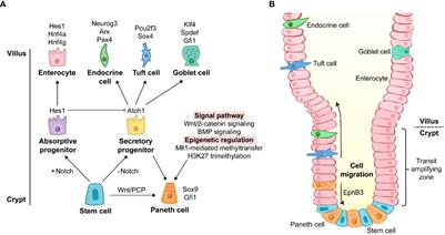 From birth to death: The hardworking life of Paneth cell in the small intestine